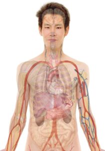 訪問看護の仕事内容にはどんな業務が含まれているの？